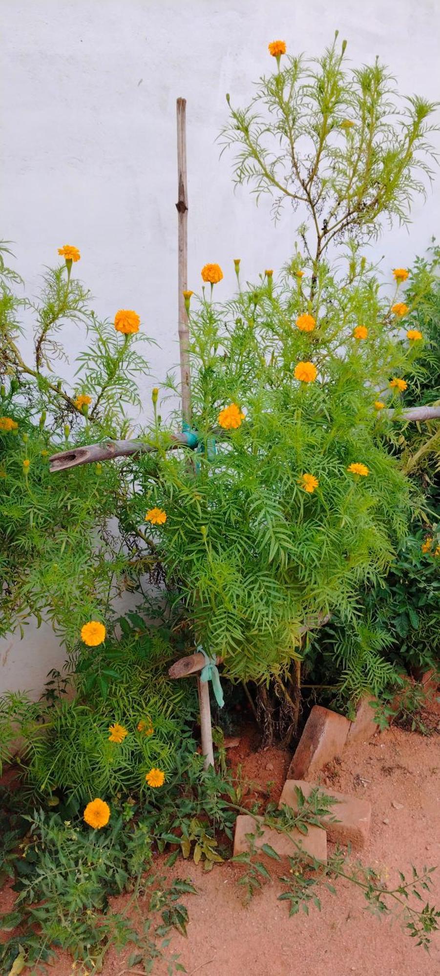 Laxmi Home Stay Ghura Dış mekan fotoğraf